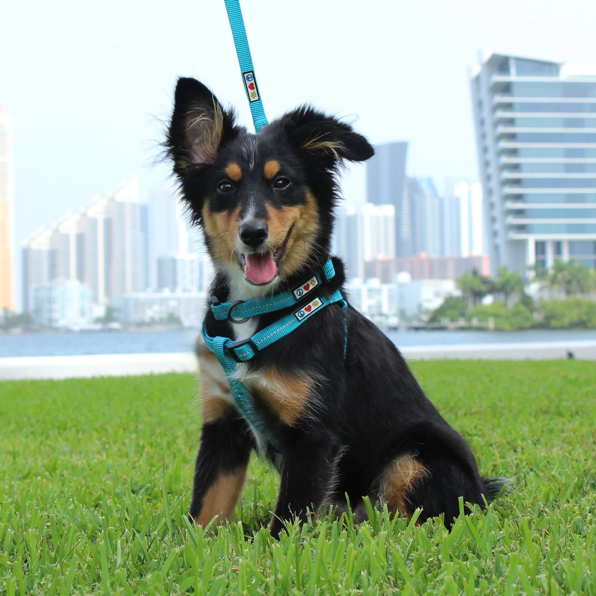 Dog Collar for Medium Dogs Training Puppy Collar with Solid - M - Blue