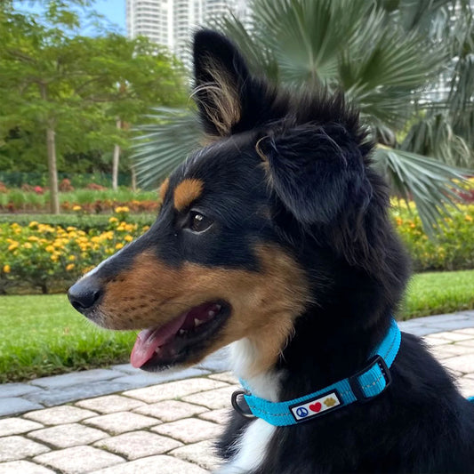 Dog Collar for Medium Dogs Training Puppy Collar with Solid - M - Blue